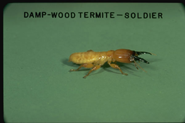 Pacific Dampwood Termite