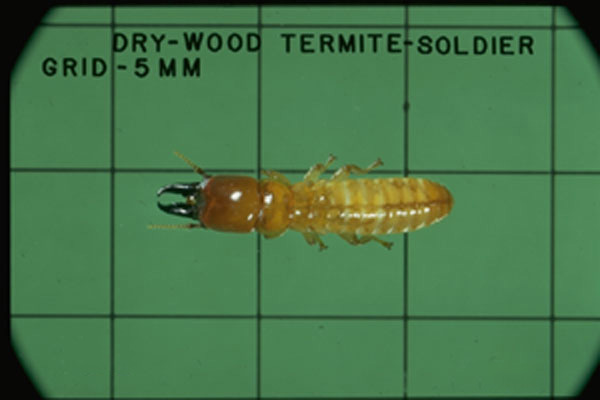 Western Drywood Termite