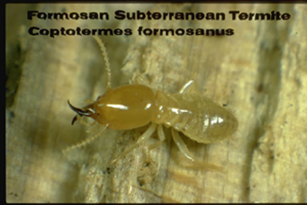 Formosan Subterranean Termite