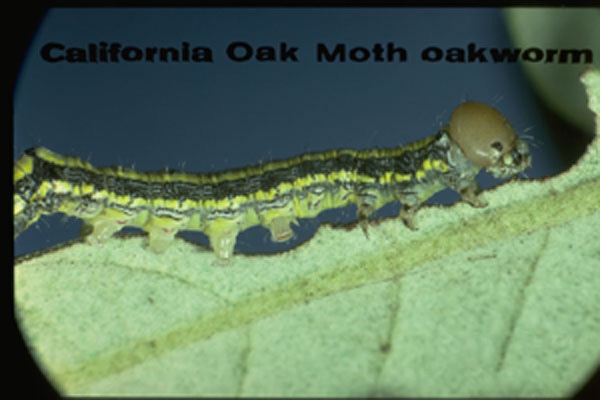 California Oakworm