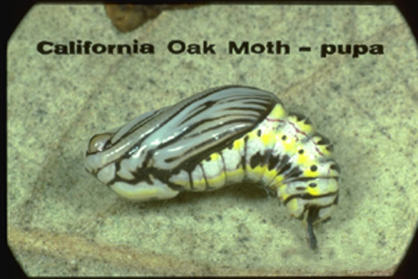 California Oakworm