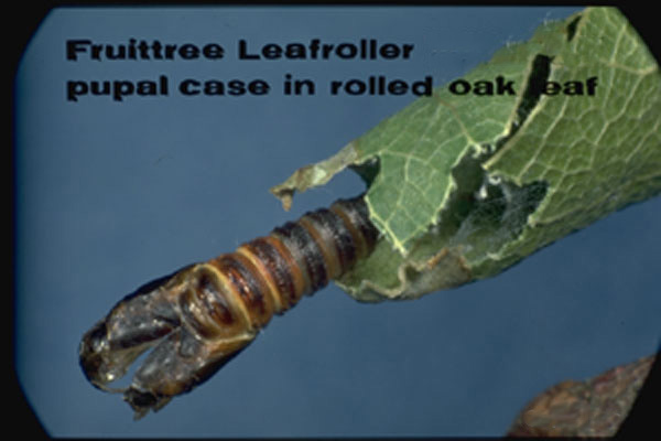 Fruittree Leafroller