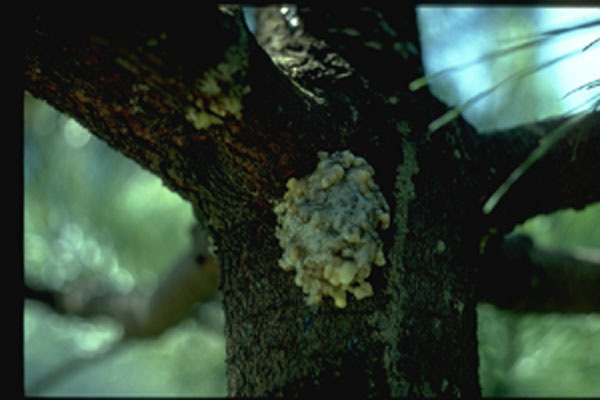 Douglas-fir Pitch Moth
