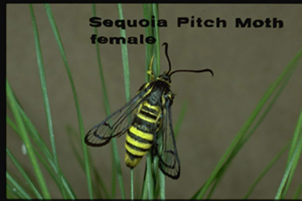 Douglas-fir Pitch Moth
