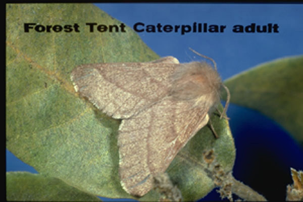 Forest Tent Caterpillar