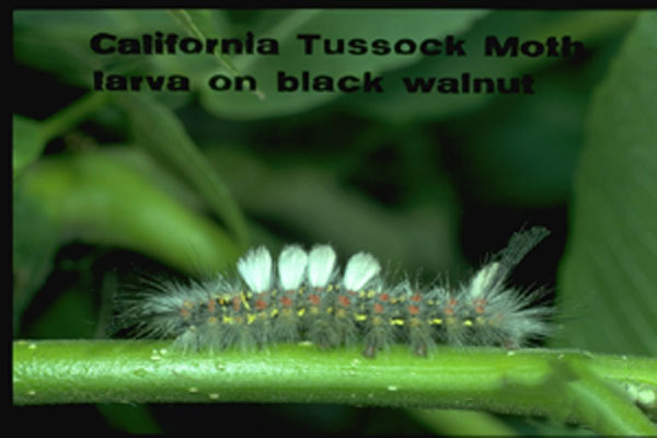 Tussock Moths