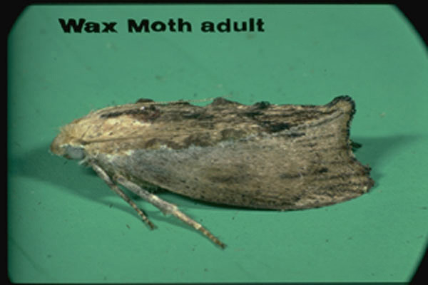 Greater Wax Moth