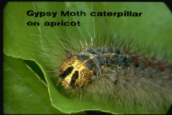 Gypsy Moth