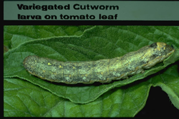 Variegated Cutworm