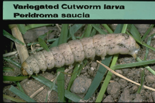 Variegated Cutworm