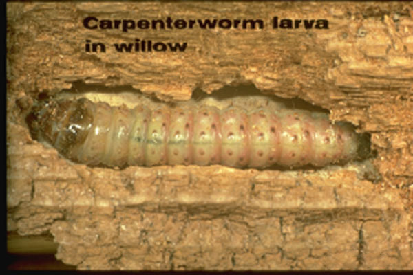 Carpenterworm