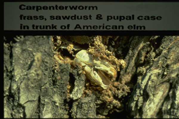 Carpenterworm