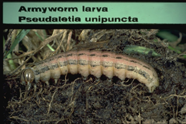 Armyworm