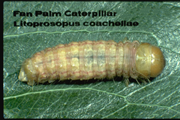 Fan Palm Caterpillar