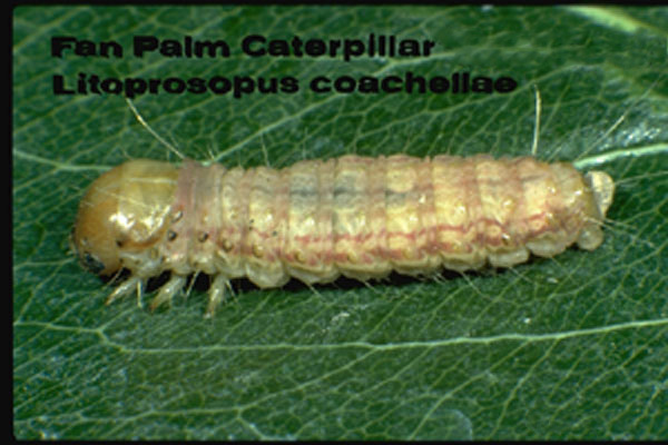 Fan Palm Caterpillar