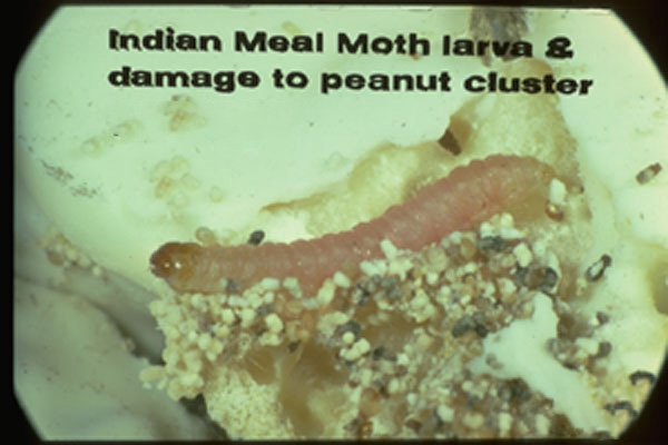 Indian Meal Moth