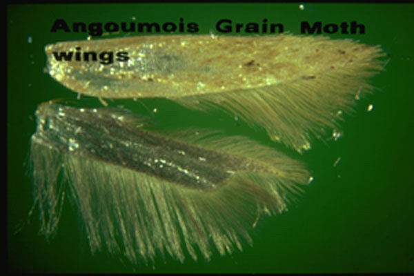 Angoumois Grain Moth