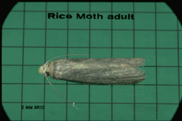 Rice Moth