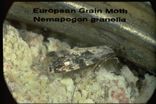 European Grain Moth