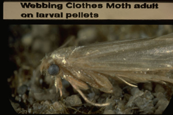 Webbing Clothes Moth