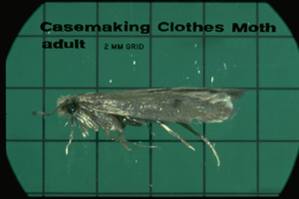 Casemaking Clothes Moth