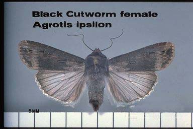 Black Cutworm
