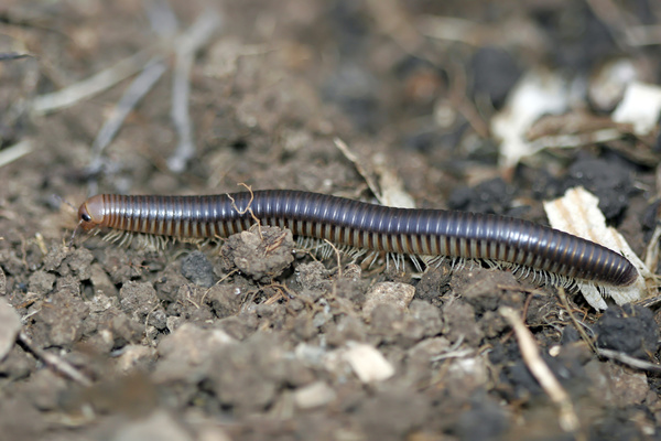 Millipedes Centipedes