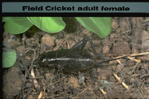 Field Crickets  