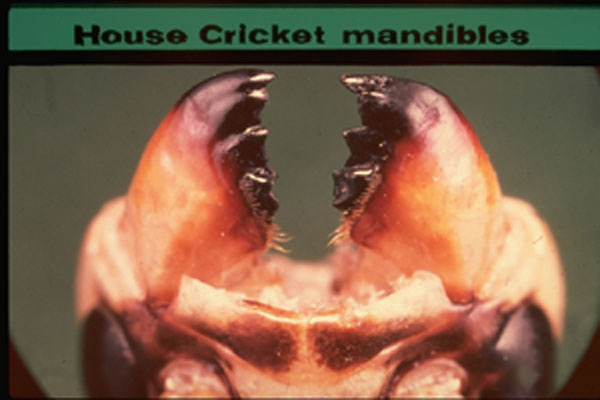 House Crickets