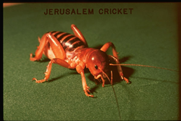 Jerusalem Crickets