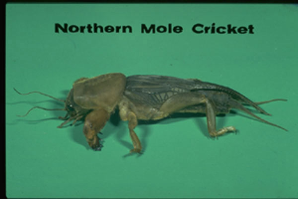 Northern mole cricket
