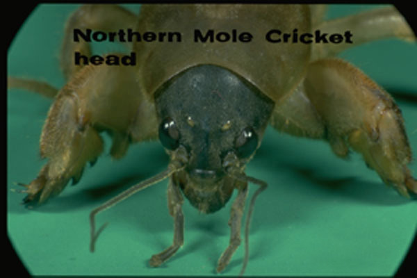 Northern mole cricket