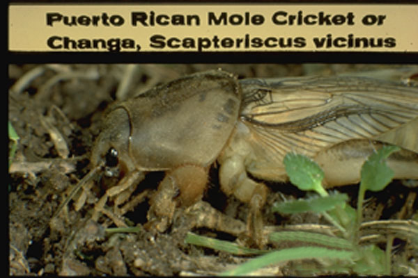 Tawny mole cricket