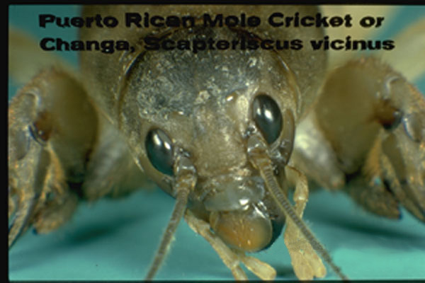 Tawny mole cricket