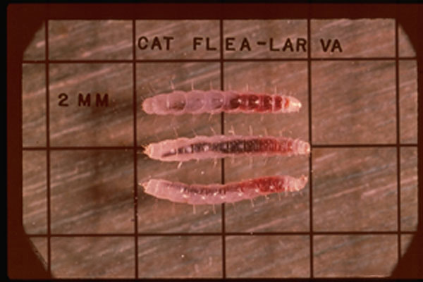 Cat Flea