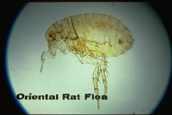 Oriental Rat Flea