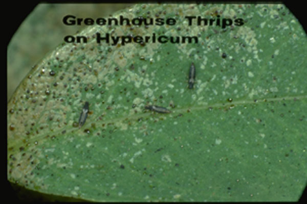 Greenhouse Thrips