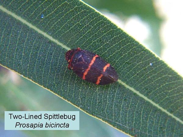Two-lined Spittlebug 