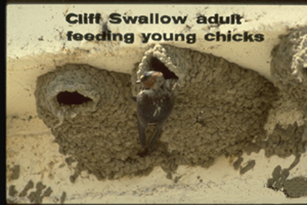Swallow Bug