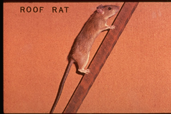 Roof Rat