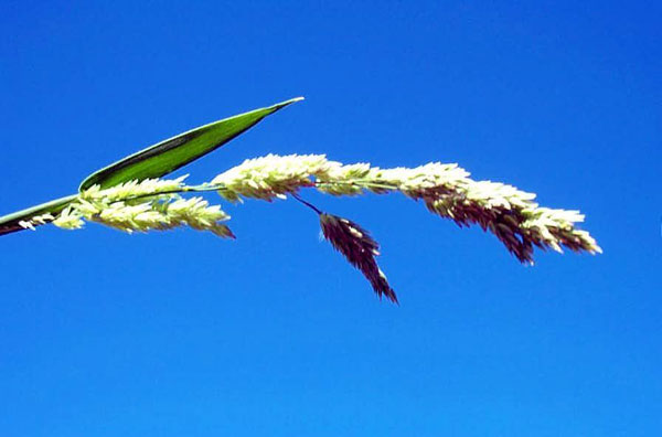 Common Velvetgrass