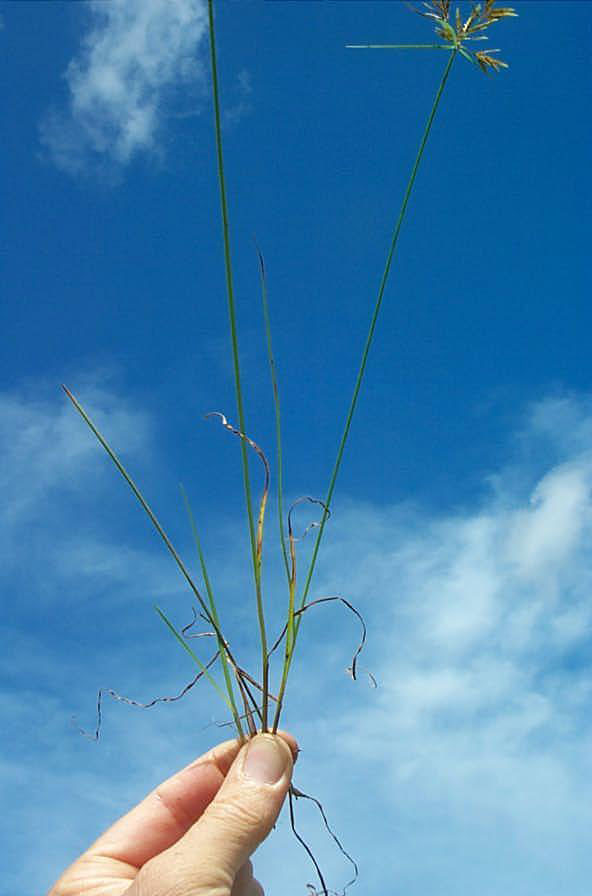 Fragrant Flatsedge