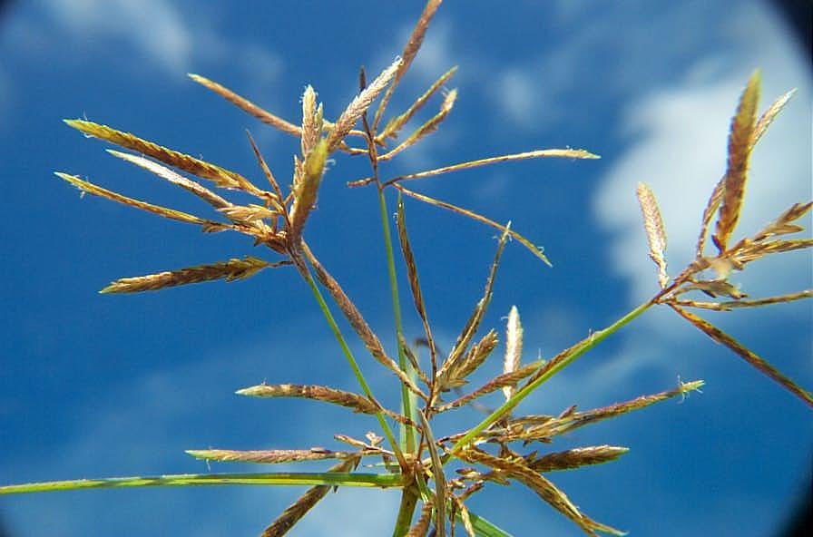 Fragrant Flatsedge