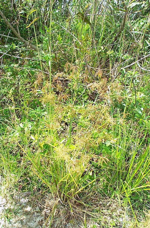 Fragrant Flatsedge