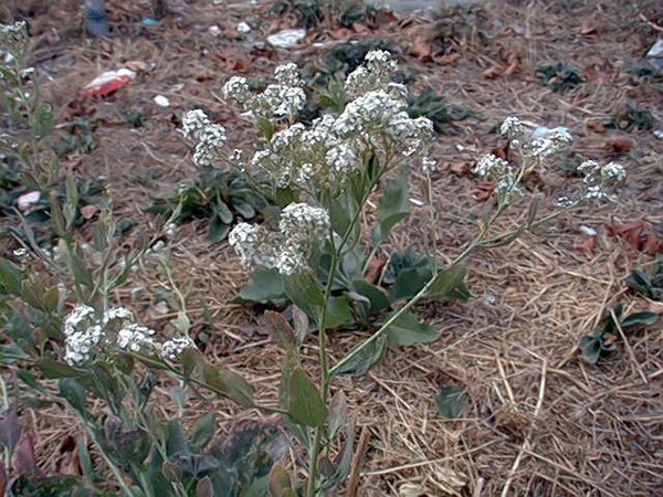 Hoary Cress