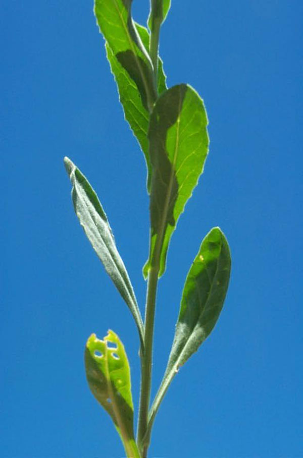 Hoary Cress