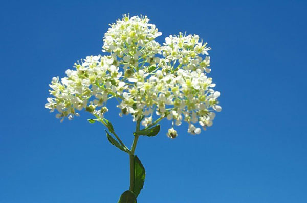 Hoary Cress