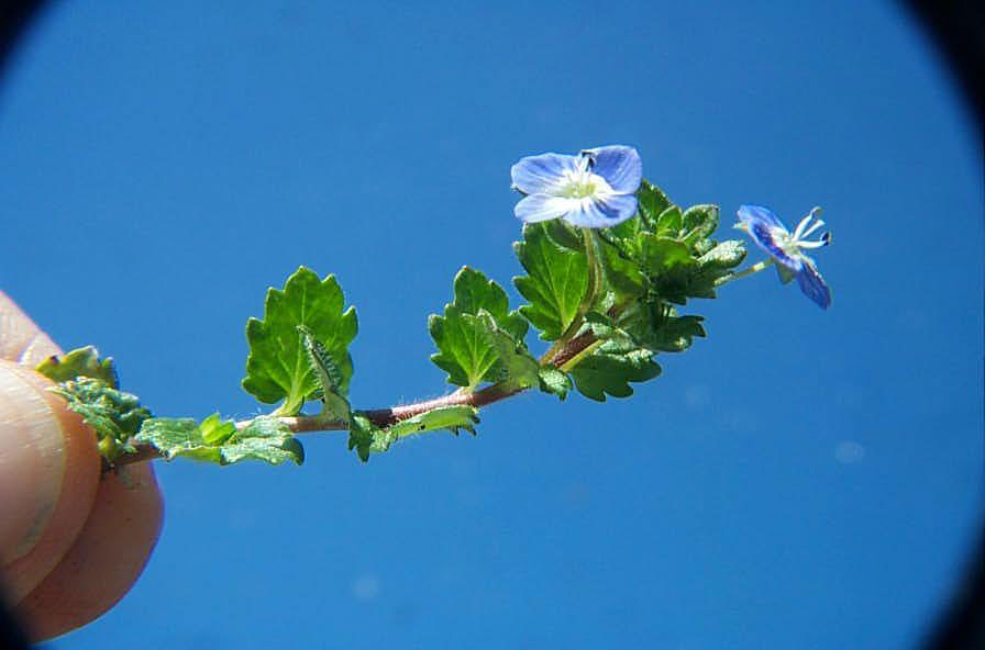 Ivyleaf Speedwell