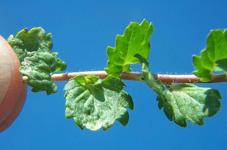 Ivyleaf Speedwell