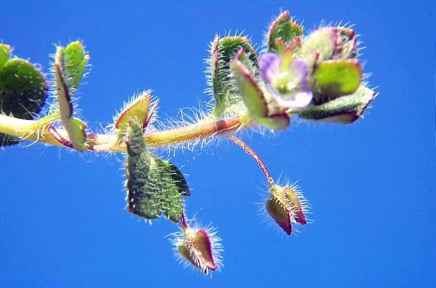 Ivyleaf Speedwell